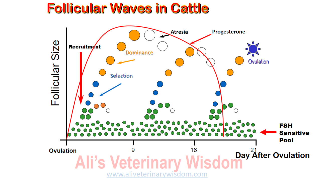 Physiology Of Estrous Cycle In Cows Buffaloes Ali Veterinary Wisdom