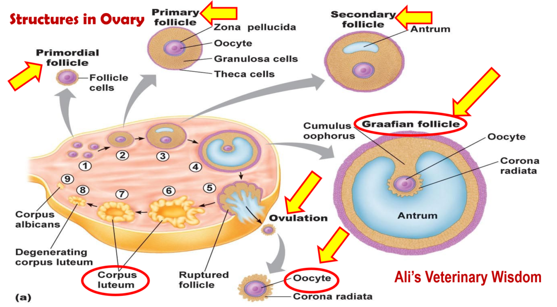 Physiology of Estrous Cycle in Cows & Buffaloes – Ali Veterinary Wisdom