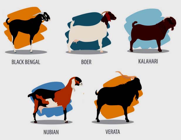 Meat Goat Breeds List