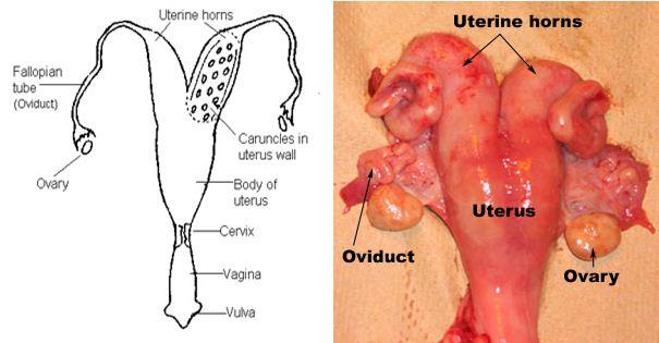 The female reproductive system consists of two ovaries and the duct system ...
