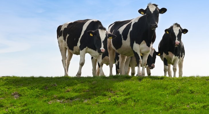 Concept of TDN, Metabolizable and Net Energy in Cow's Diet | Ali Veterinary  Wisdom