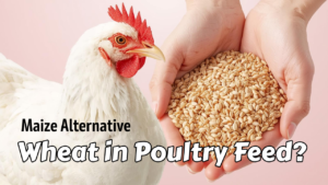 Wheat in Poultry Feed: Nutritional Value, Challenges, and Practical Guidelines
