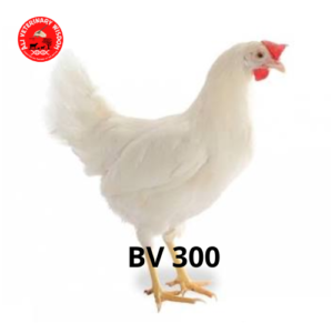 BV300 Breed