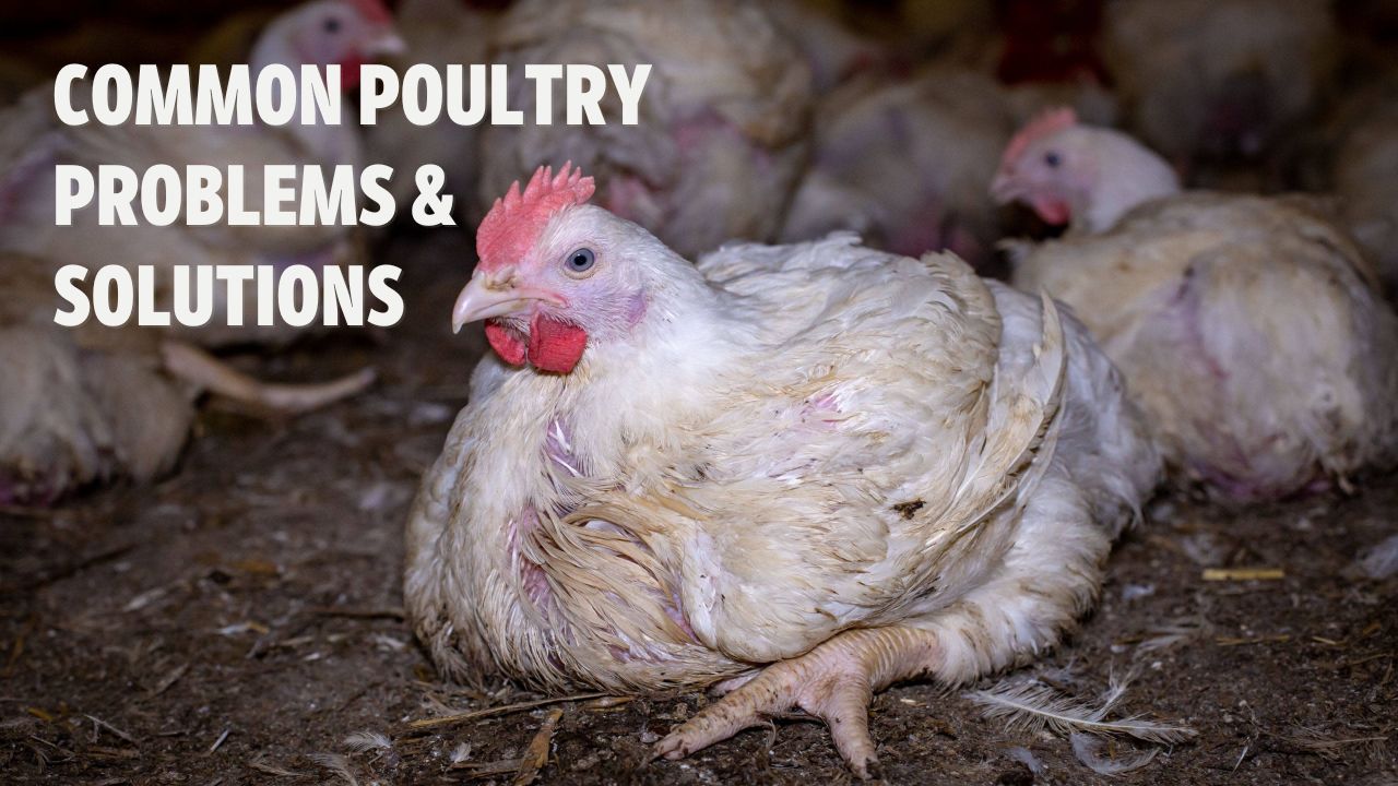 Common Poultry Problems & Solutions common poultry problems & solutions