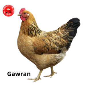 Gawran chicken breed