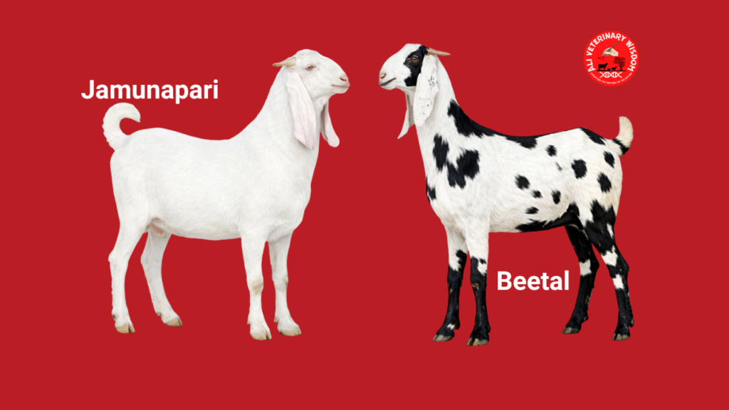 jamunapari and beetal goat breeds