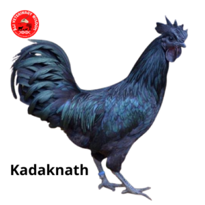 Kadaknath breed
