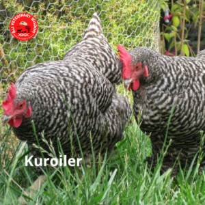 Kuroiler chicken breed