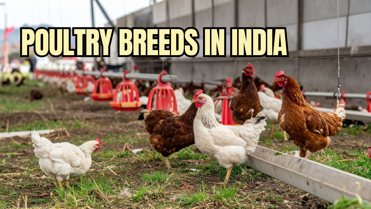 Poultry Breed Information poultry breeds in india
