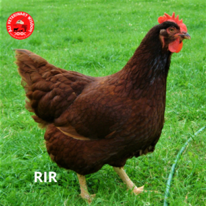 RIR chicken breed