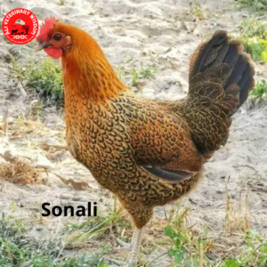 Sonali chicken breed