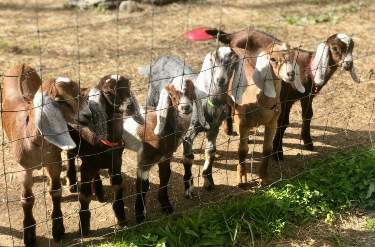 goat farming