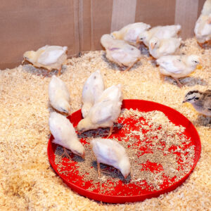 Chick feeding tray