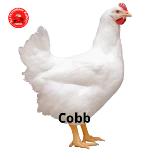 Cobb breed