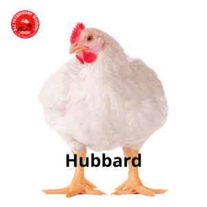 hubbard breed