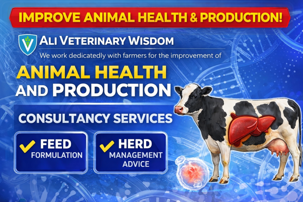 Liver Function in Cows ali veterinary wisdom consultancy services