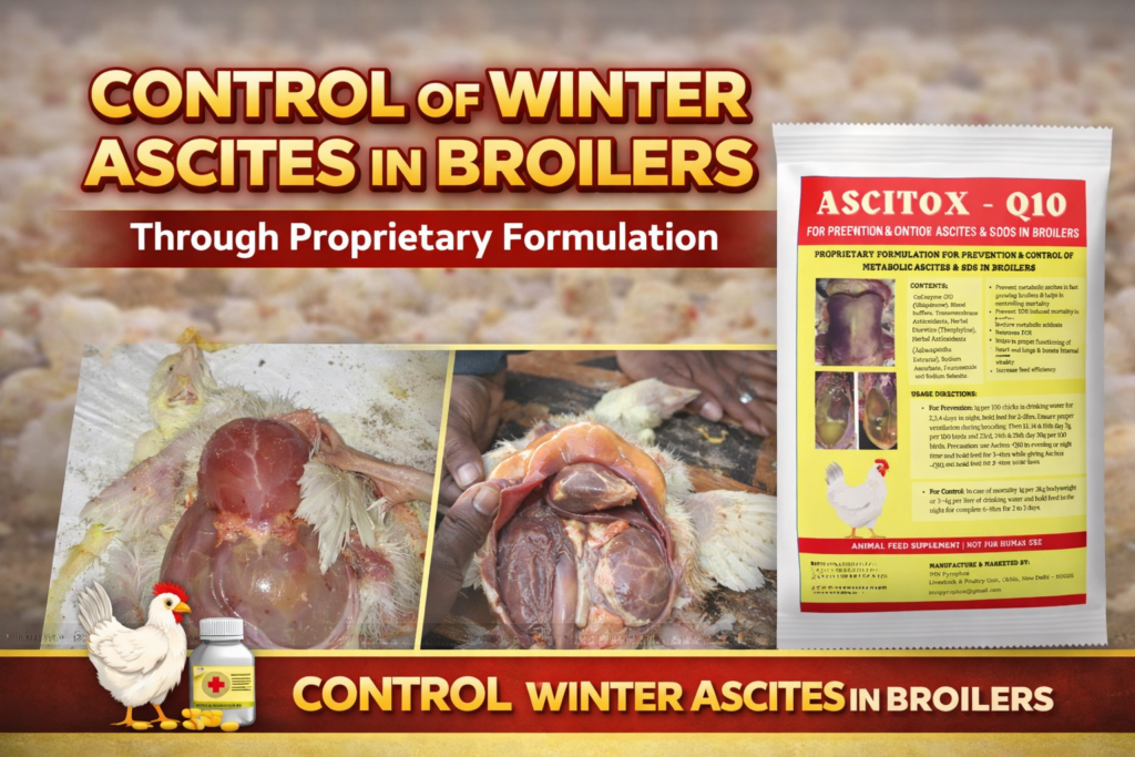 Ascites in Broilers control of winter ascites in commercial broiler