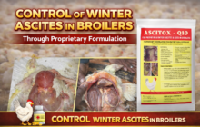 control of winter ascites in commercial broiler 