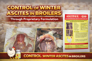 Ascites in Broilers