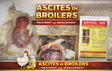 Broiler Ascites Treatment broiler ascites treatment