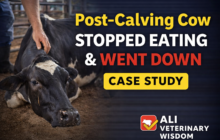 cow not eating cow not standing up cow not giving milk