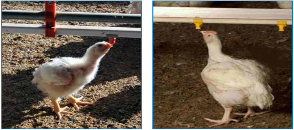 Broiler Management and Disease Control Guide for Indian Poultry Farms (Complete Practical Manual) Correct nipple height in broiler farms