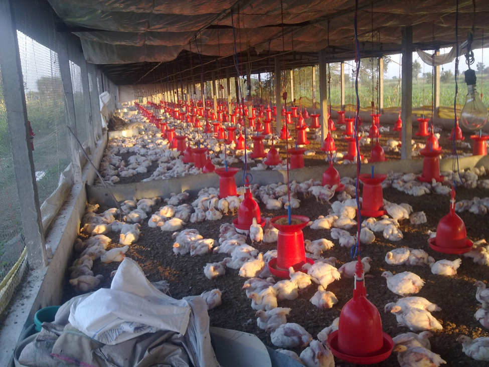 Broiler Management and Disease Control Guide for Indian Poultry Farms (Complete Practical Manual) 8000 broiler bird farm with good litter and ventilation management