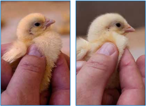 Broiler Management and Disease Control Guide for Indian Poultry Farms (Complete Practical Manual) chicks crop fill