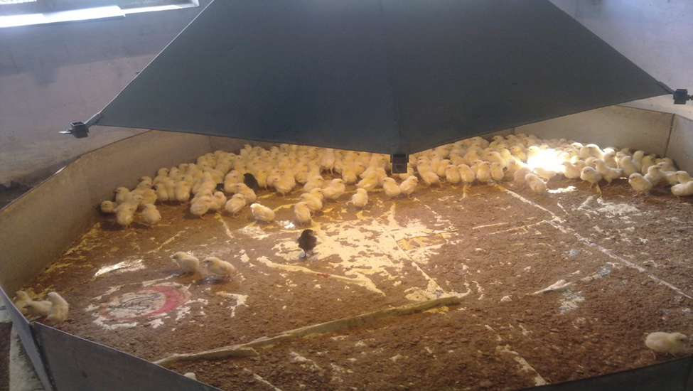 Broiler Management and Disease Control Guide for Indian Poultry Farms (Complete Practical Manual) brooding