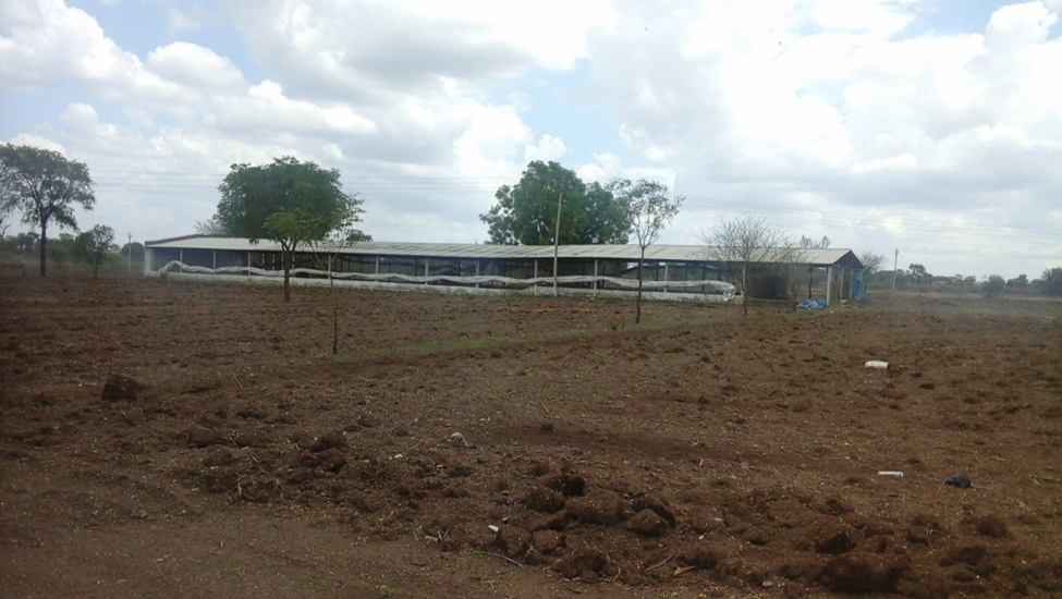 Broiler Management and Disease Control Guide for Indian Poultry Farms (Complete Practical Manual) Open broiler farm design and orientation