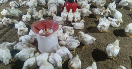 Broiler Management and Disease Control Guide for Indian Poultry Farms (Complete Practical Manual) Broiler stocking density should be optimum