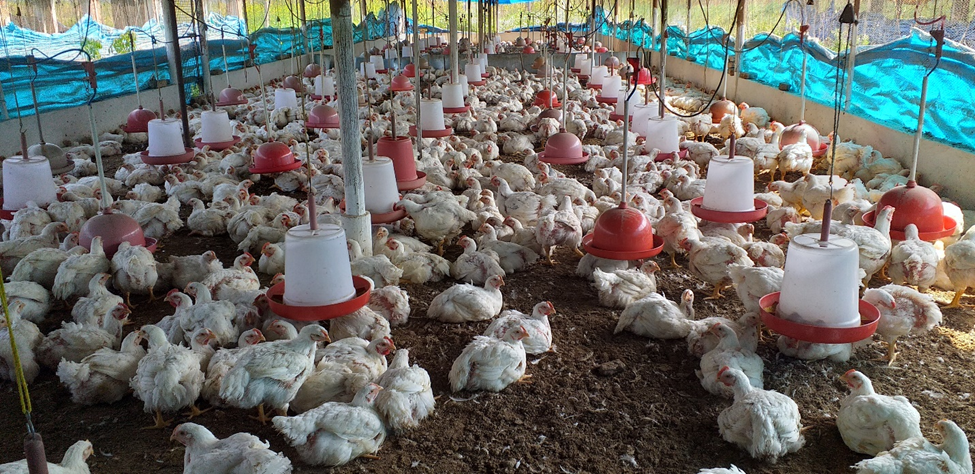 Broiler Management and Disease Control Guide for Indian Poultry Farms (Complete Practical Manual) broiler farming