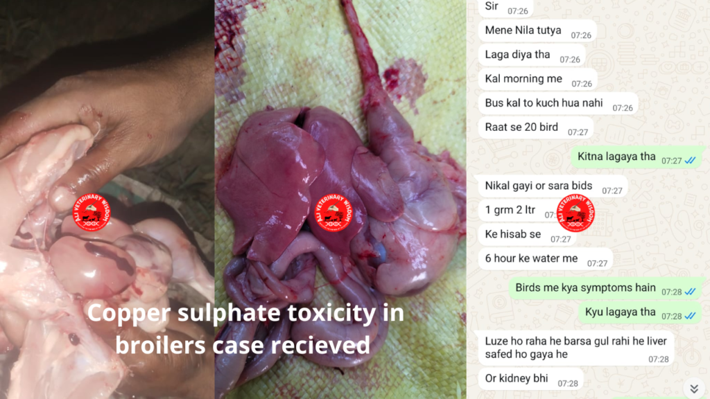 use of copper sulphate in poultry