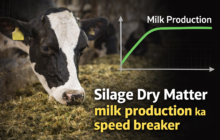 silage dry matter