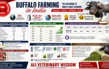 buffalo farming in India