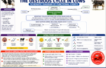 1. estrous cycle explanation