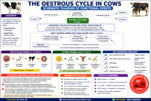 Estrous Cycle in Cows