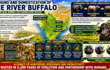 Riverine Buffalo