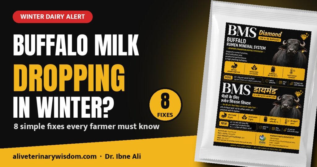 Buffalo milk dropping in winter? 8 simple fixes