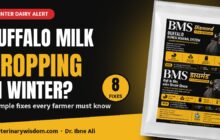 How to Increase Buffalo Milk in Winter: 8 Practical Steps Buffalo milk dropping in winter? 8 simple fixes