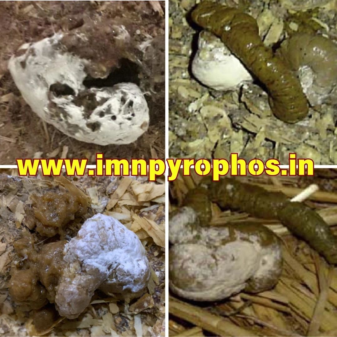Poultry Droppings/ Chicken Poop Color Guide - Loose Droppings
