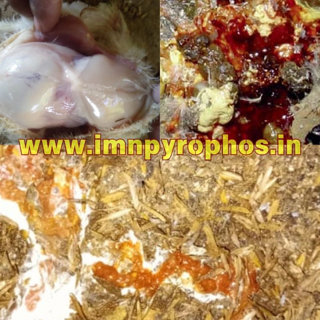 Poultry Droppings/ Chicken Poop Color Guide - Loose Droppings