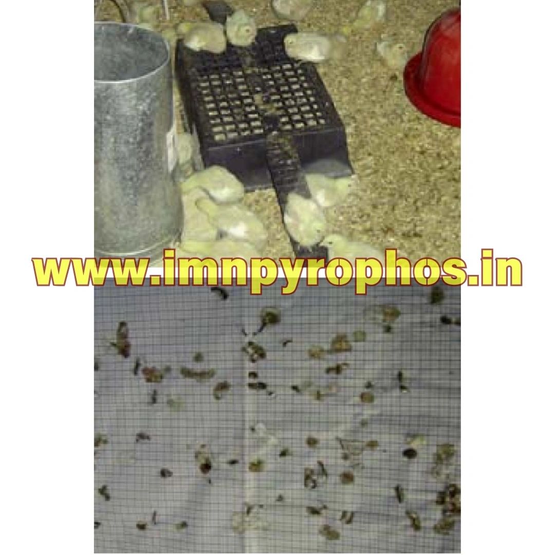 Poultry Droppings/ Chicken Poop Color Guide - Loose Droppings
