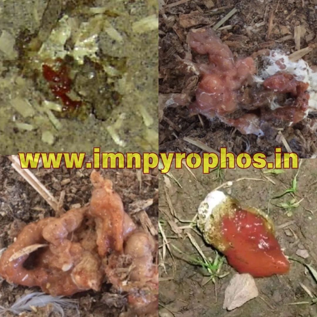 Poultry Droppings/ Chicken Poop Color Guide - Loose Droppings