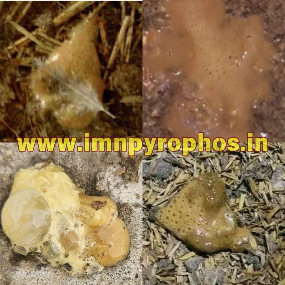 Poultry Droppings/ Chicken Poop Color Guide - Loose Droppings