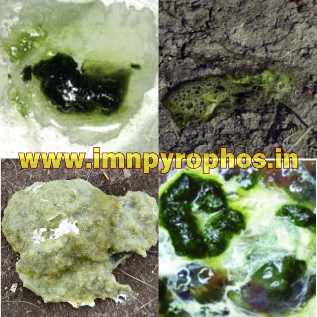 Poultry Droppings/ Chicken Poop Color Guide - Loose Droppings