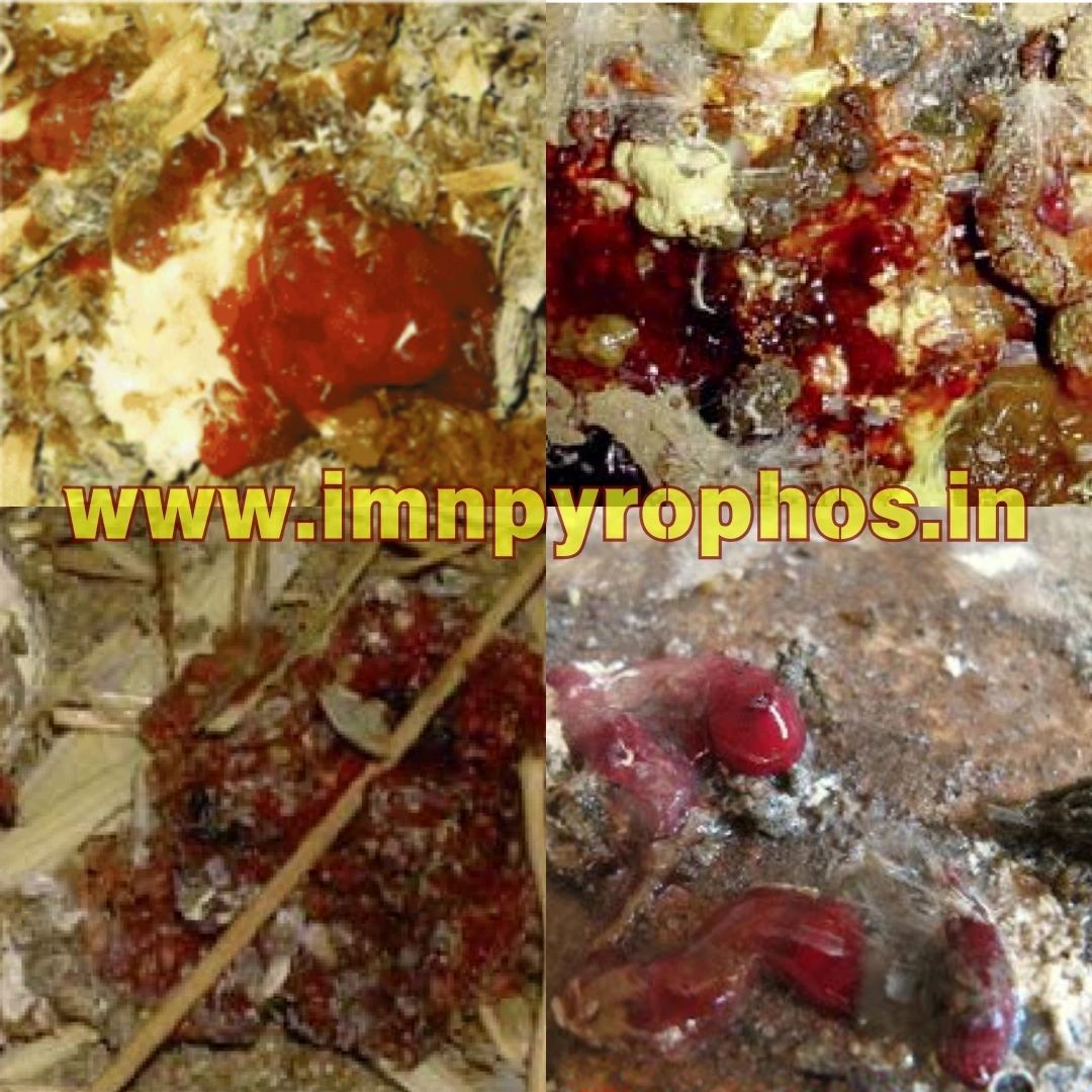 Poultry Droppings/ Chicken Poop Color Guide - Loose Droppings