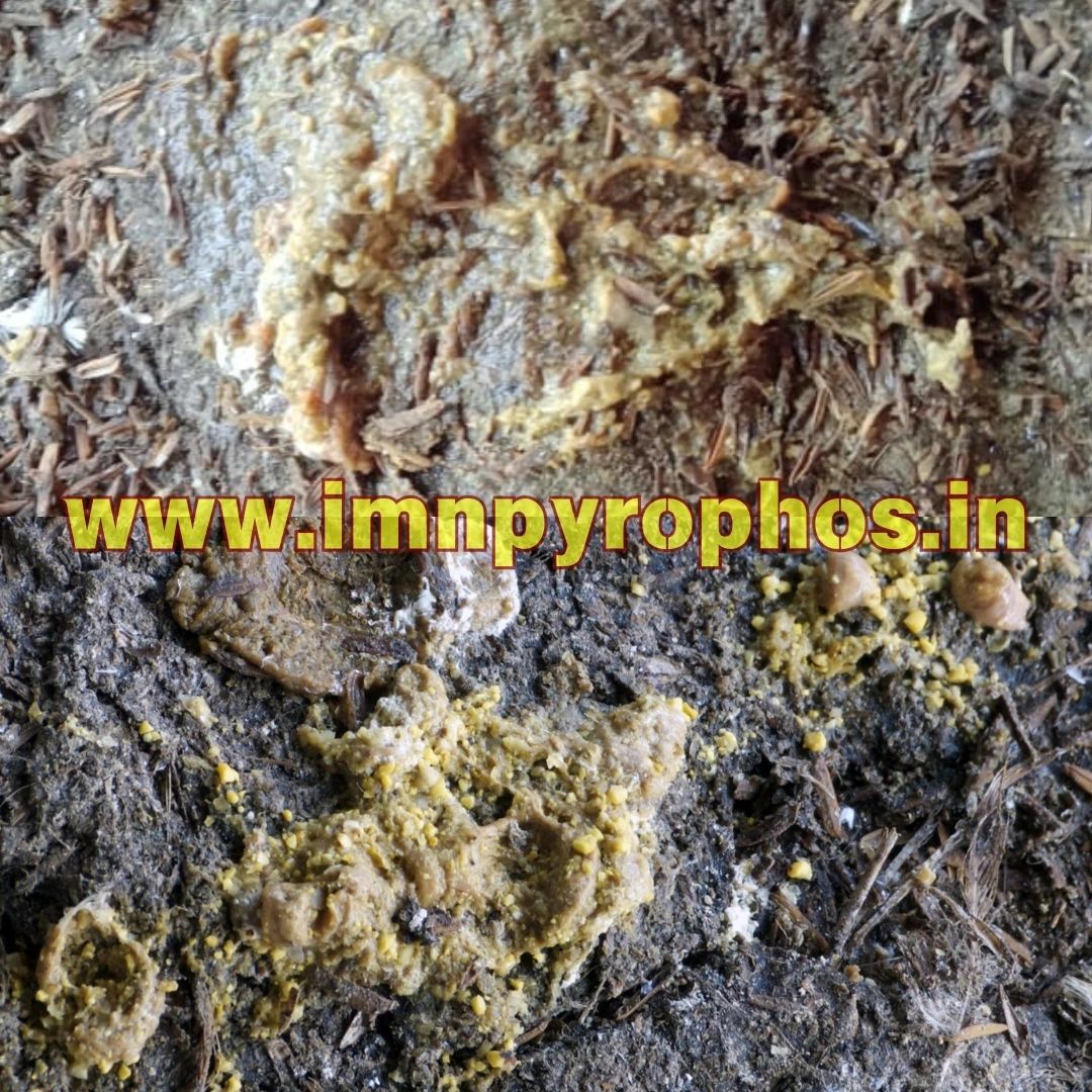 Poultry Droppings/ Chicken Poop Color Guide - Loose Droppings