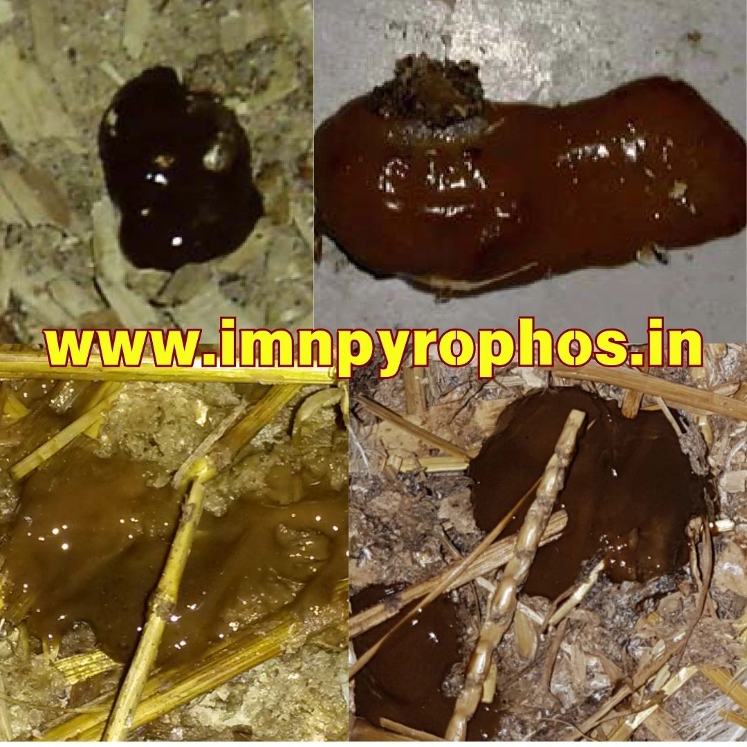 Poultry Droppings/ Chicken Poop Color Guide - Loose Droppings
