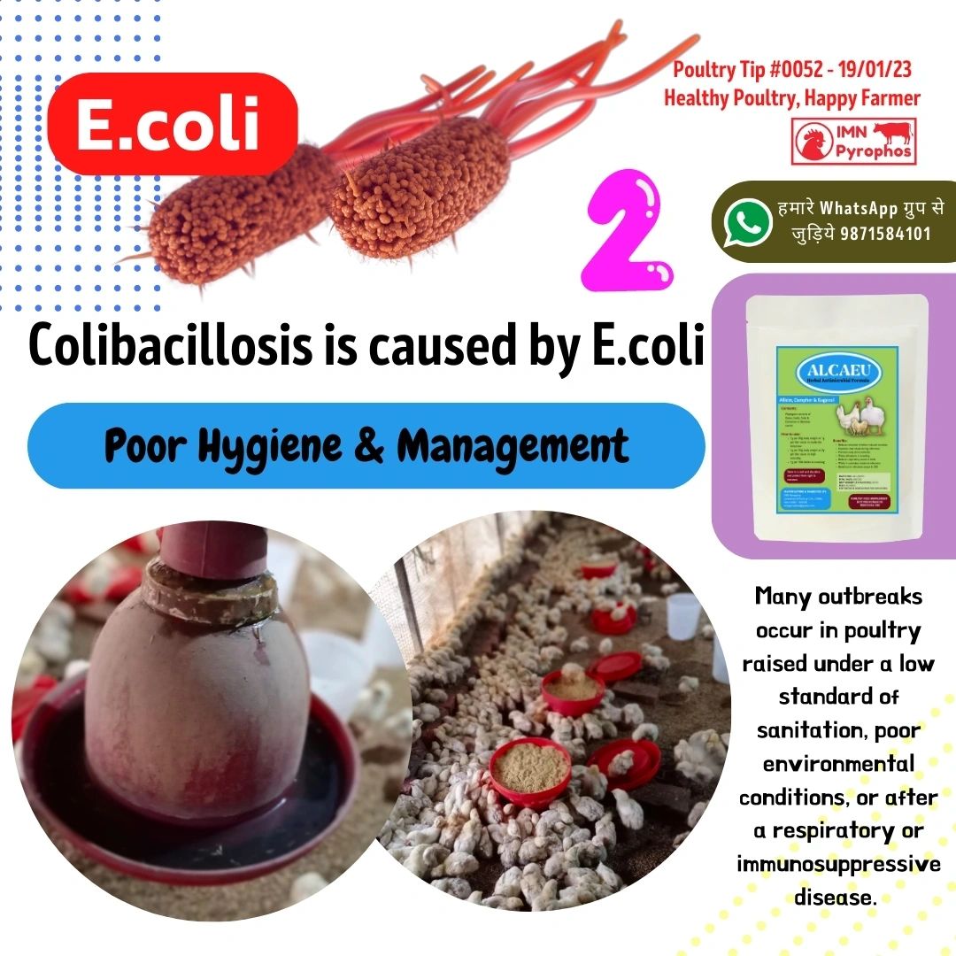 Colibacillosis - E.coli in Poultry